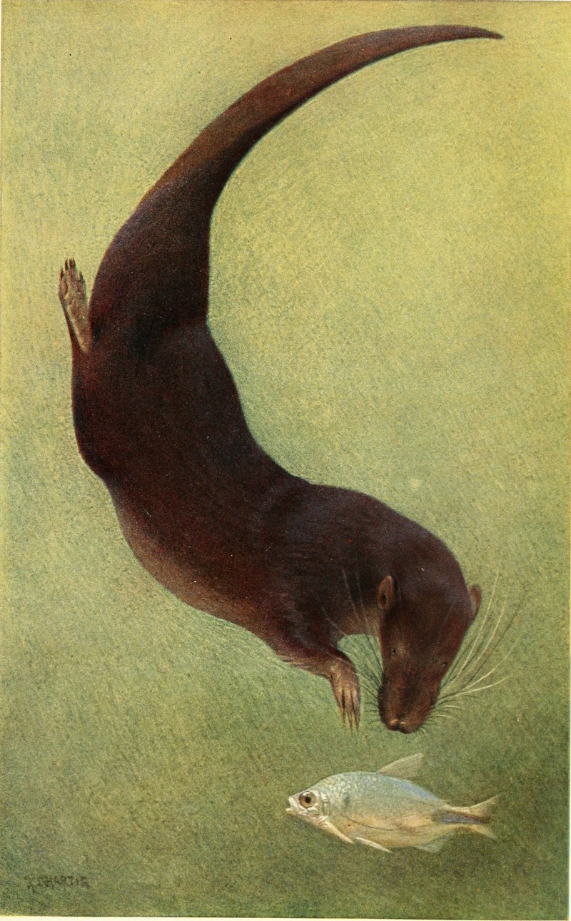 Potamogale velox (giant otter shrew); DISPLAY FULL IMAGE.