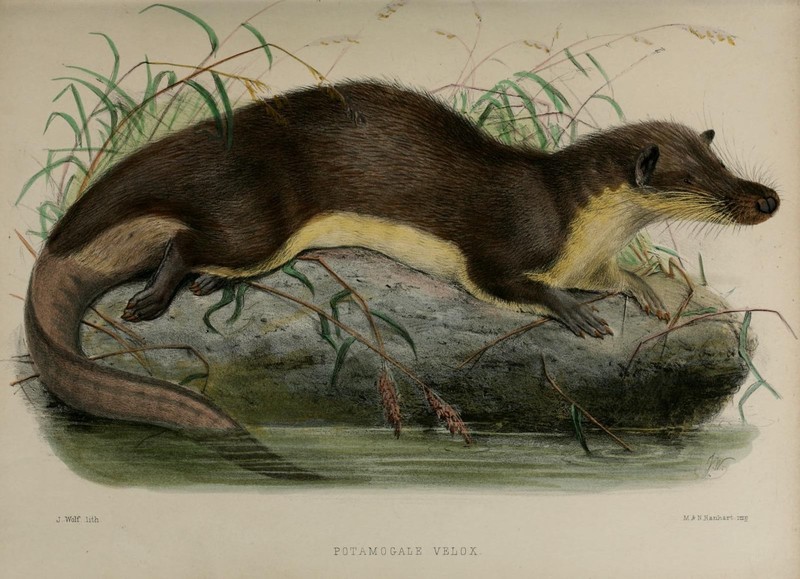 Potamogale velox (giant otter shrew); DISPLAY FULL IMAGE.