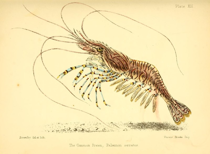 Common prawn (Palaemon serratus); DISPLAY FULL IMAGE.
