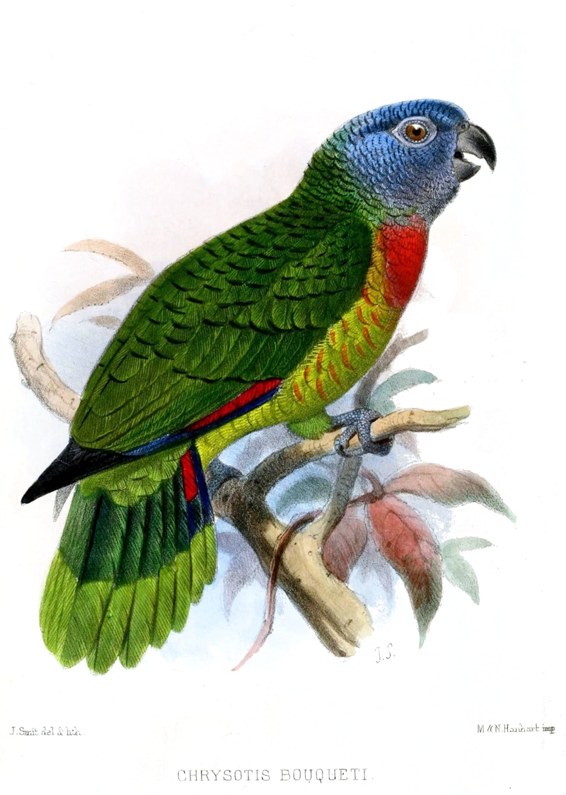 Chrysotis bouqueti = Amazona versicolor (Saint Lucia amazon); DISPLAY FULL IMAGE.