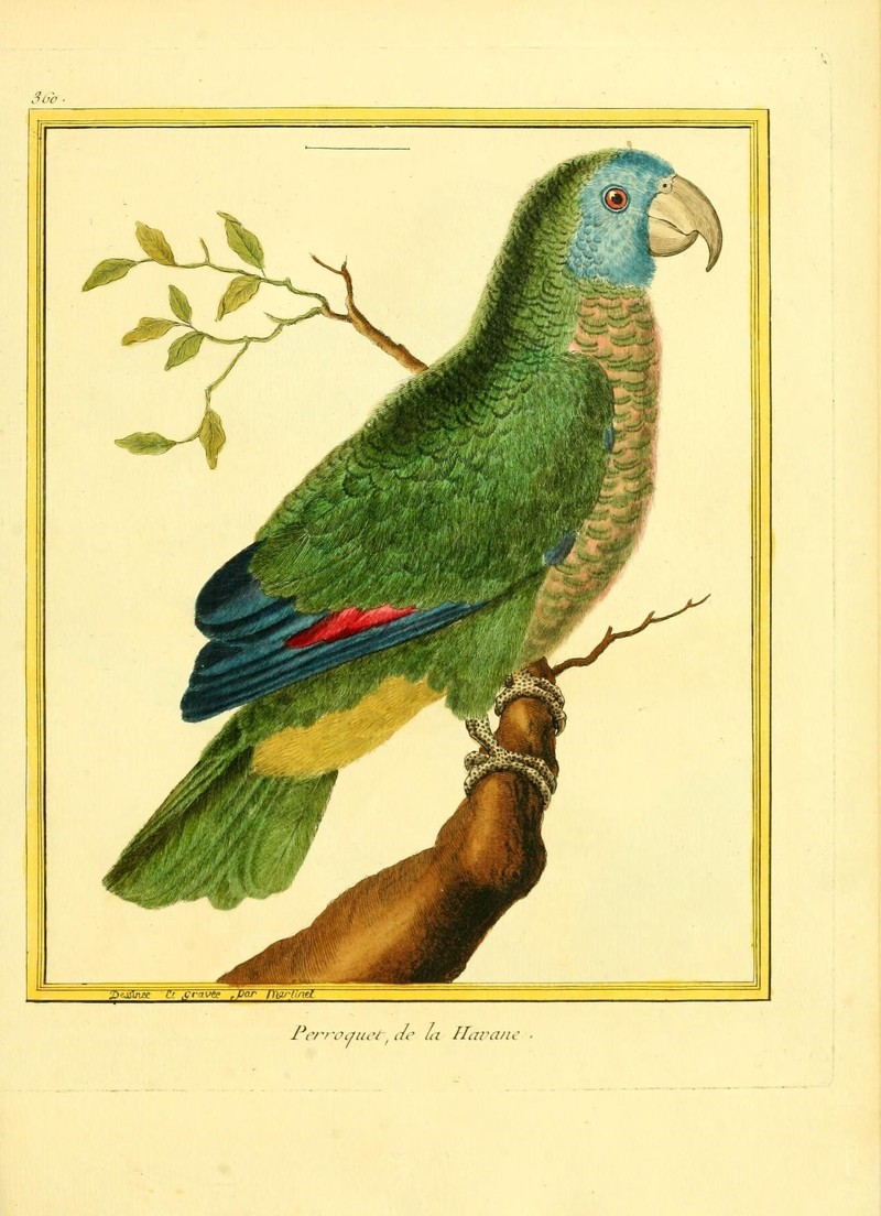 Perroquet, de la Havane = Amazona versicolor (Saint Lucia amazon); DISPLAY FULL IMAGE.