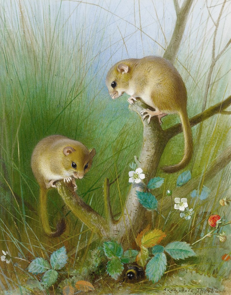 Muscardinus avellanarius (hazel dormouse); DISPLAY FULL IMAGE.