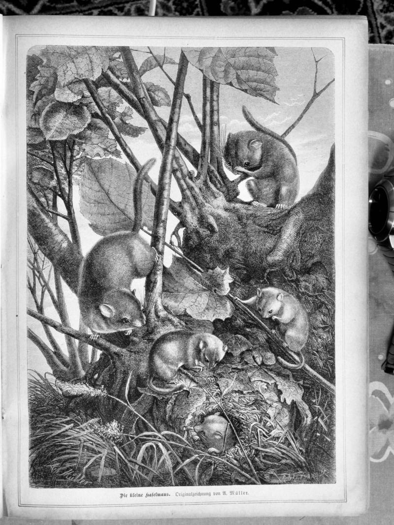 Muscardinus avellanarius (hazel dormouse); DISPLAY FULL IMAGE.