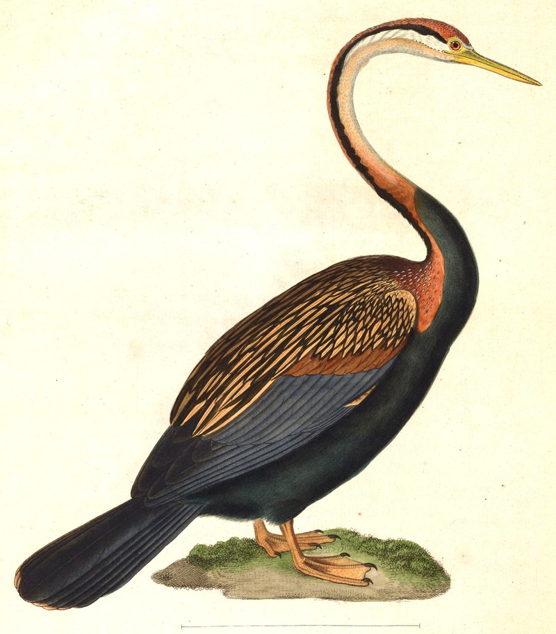 Plotus levaillantii = Anhinga melanogaster (Oriental Darter); DISPLAY FULL IMAGE.