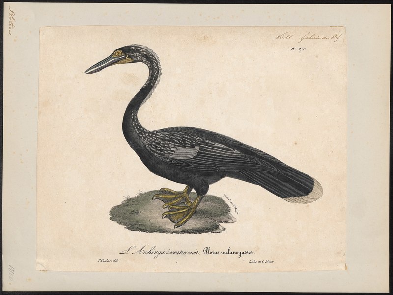 Plotus melanogaster = Anhinga melanogaster (Oriental darter); DISPLAY FULL IMAGE.