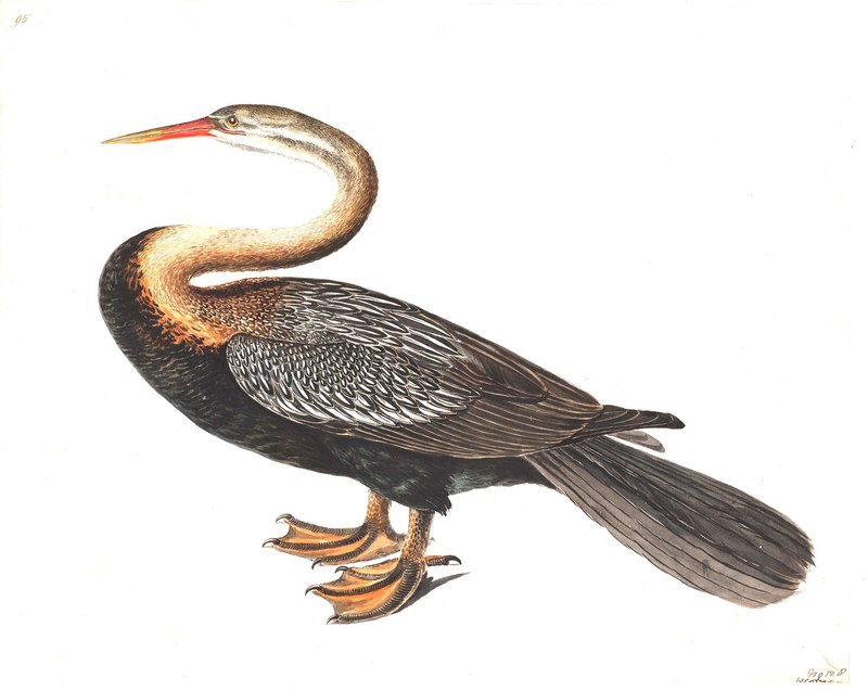 Anhinga melanogaster (Oriental darter); DISPLAY FULL IMAGE.