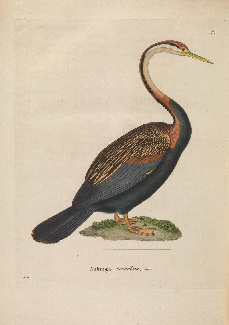 Plotus melanogaster = Anhinga melanogaster (Oriental darter); DISPLAY FULL IMAGE.