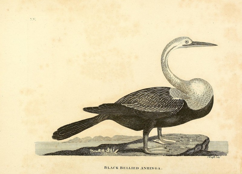 Black-bellied Anhinga = Oriental darter (Anhinga melanogaster); DISPLAY FULL IMAGE.