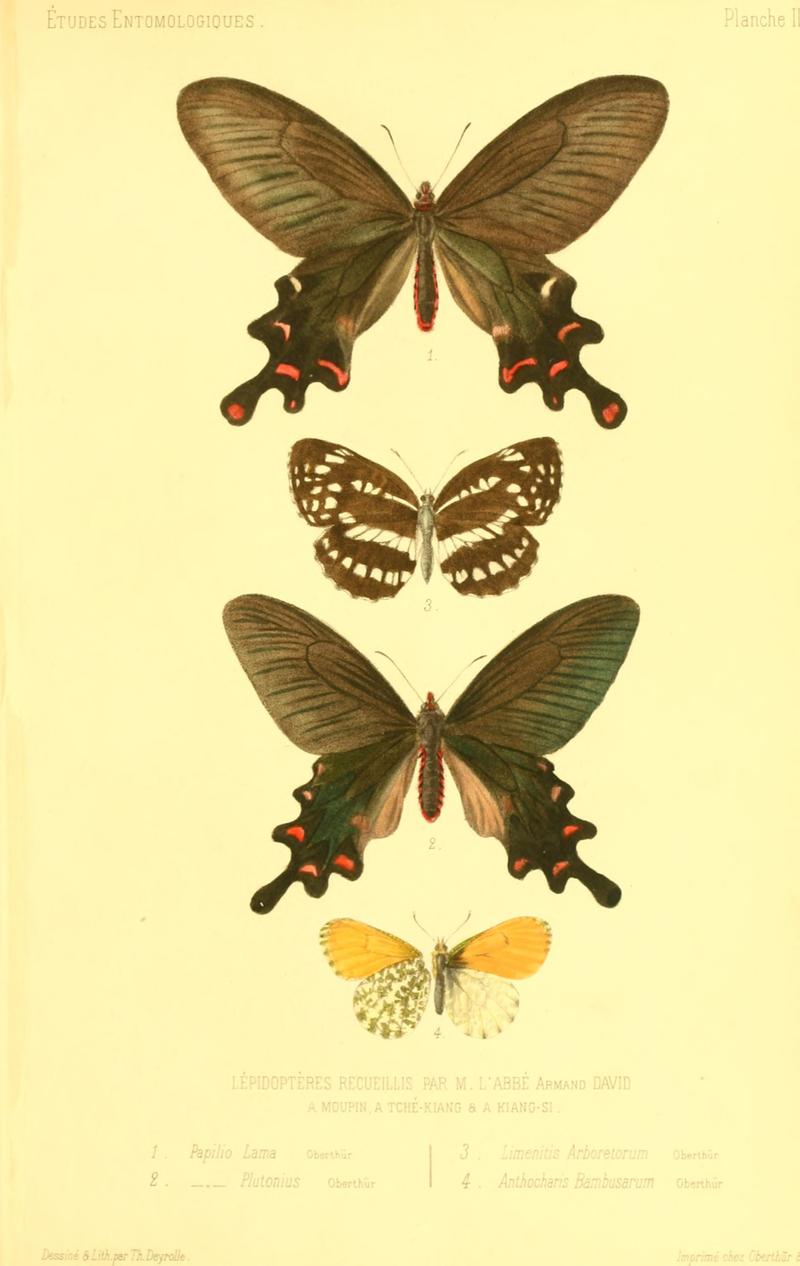 1. Papilio lama = Byasa polyeuctes lama (common windmill), 3. Limenitis arboretorum = Neptis pryeri arboretorum (sailer butterfly), 2. Papilio plutonius = Byasa plutonius (Chinese windmill), 4. Anthocharis bambusarum (orange tip butterfly); DISPLAY FULL IMAGE.