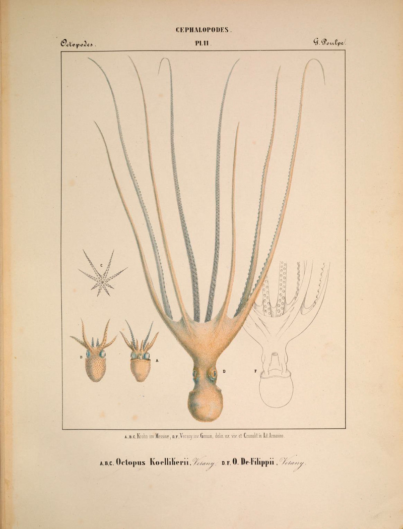 Octopus koellikeri = Tremoctopus violaceus (common blanket octopus), Octopus defilippi = Macrotritopus defilippi (Lilliput longarm octopus); DISPLAY FULL IMAGE.