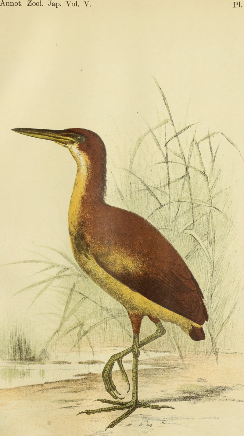 Nannocnus ijimai = Ixobrychus cinnamomeus (cinnamon bittern, chestnut bittern); DISPLAY FULL IMAGE.