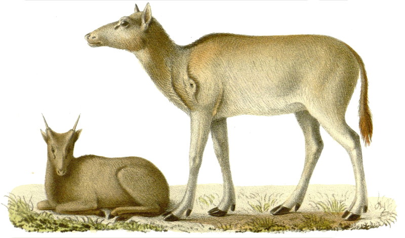 Elaphurus davidianus (Père David's deer); DISPLAY FULL IMAGE.