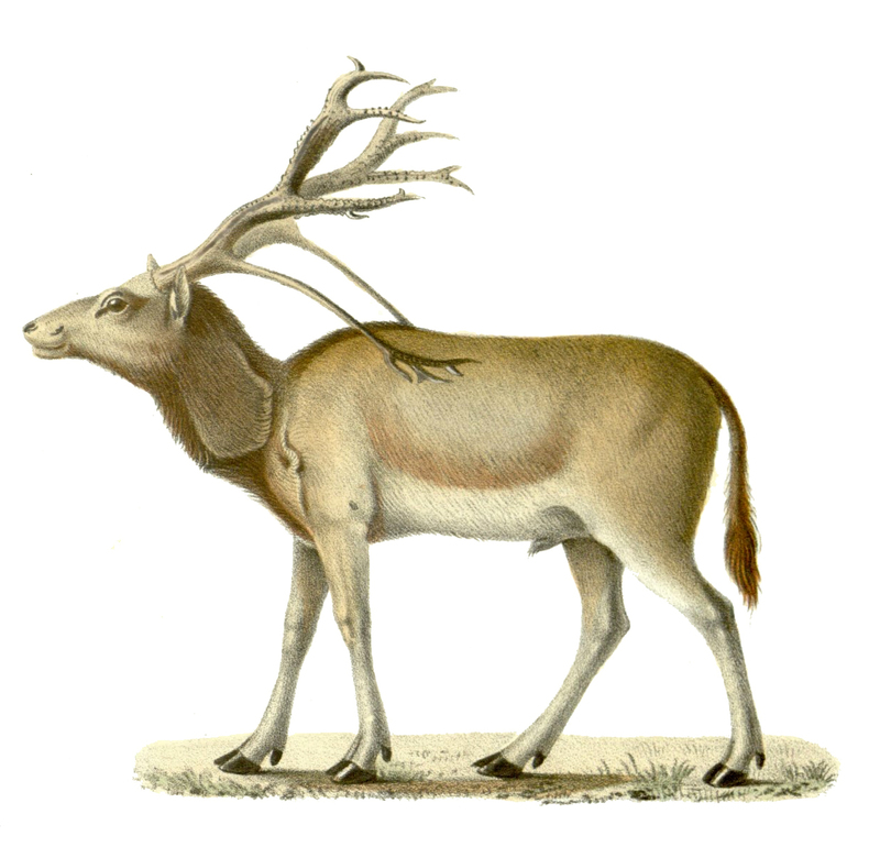 Elaphurus davidianus (Père David's deer); DISPLAY FULL IMAGE.