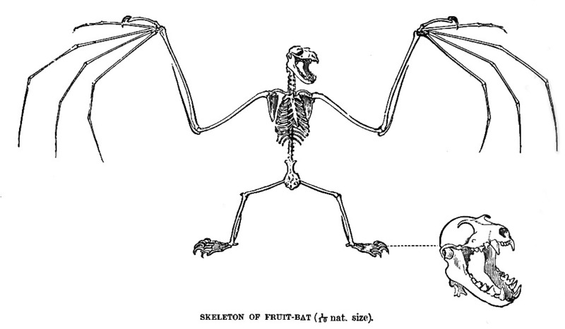 Pteropus giganteus = Pteropus medius (Indian flying fox); DISPLAY FULL IMAGE.