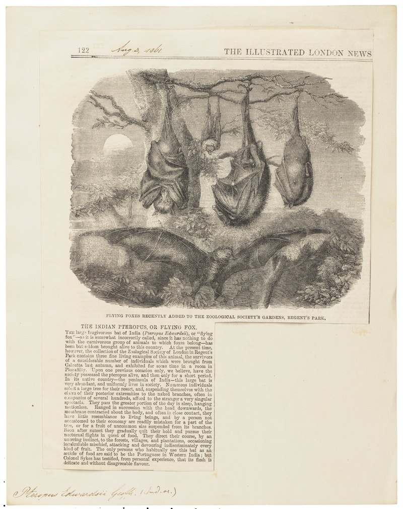 Pteropus edwardsii = Pteropus medius (Indian flying fox); DISPLAY FULL IMAGE.