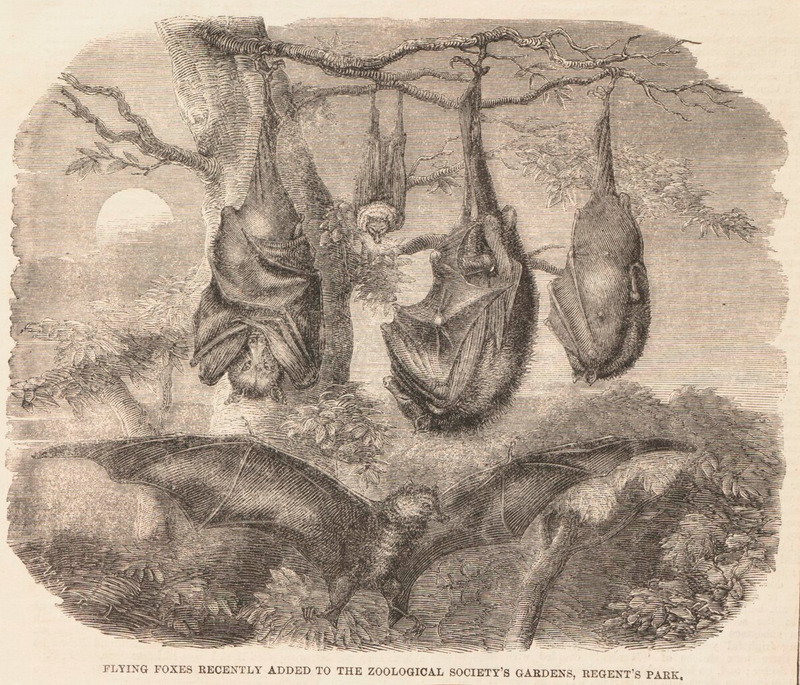 Pteropus edwardsii = Pteropus medius (Indian flying fox) [cropped]; DISPLAY FULL IMAGE.