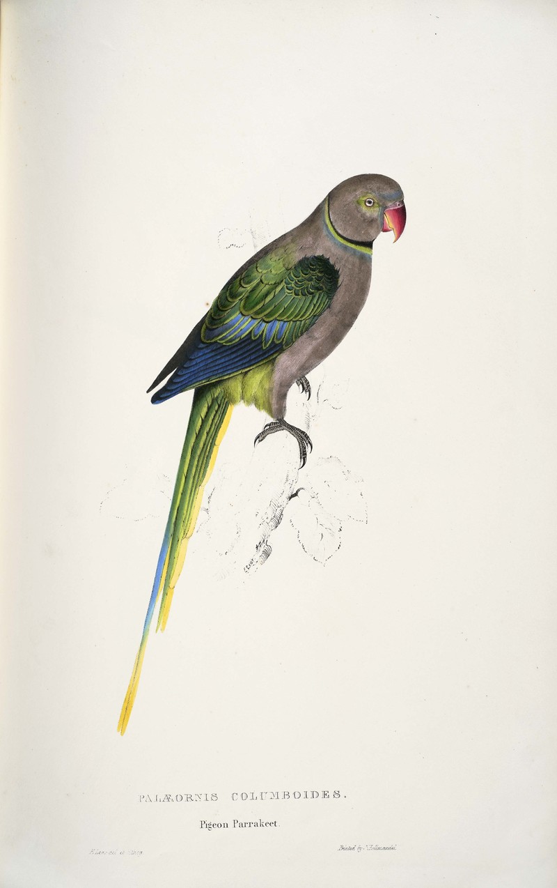 Palaeornis columboides = Psittacula columboides (blue-winged parakeet, Malabar parakeet); DISPLAY FULL IMAGE.