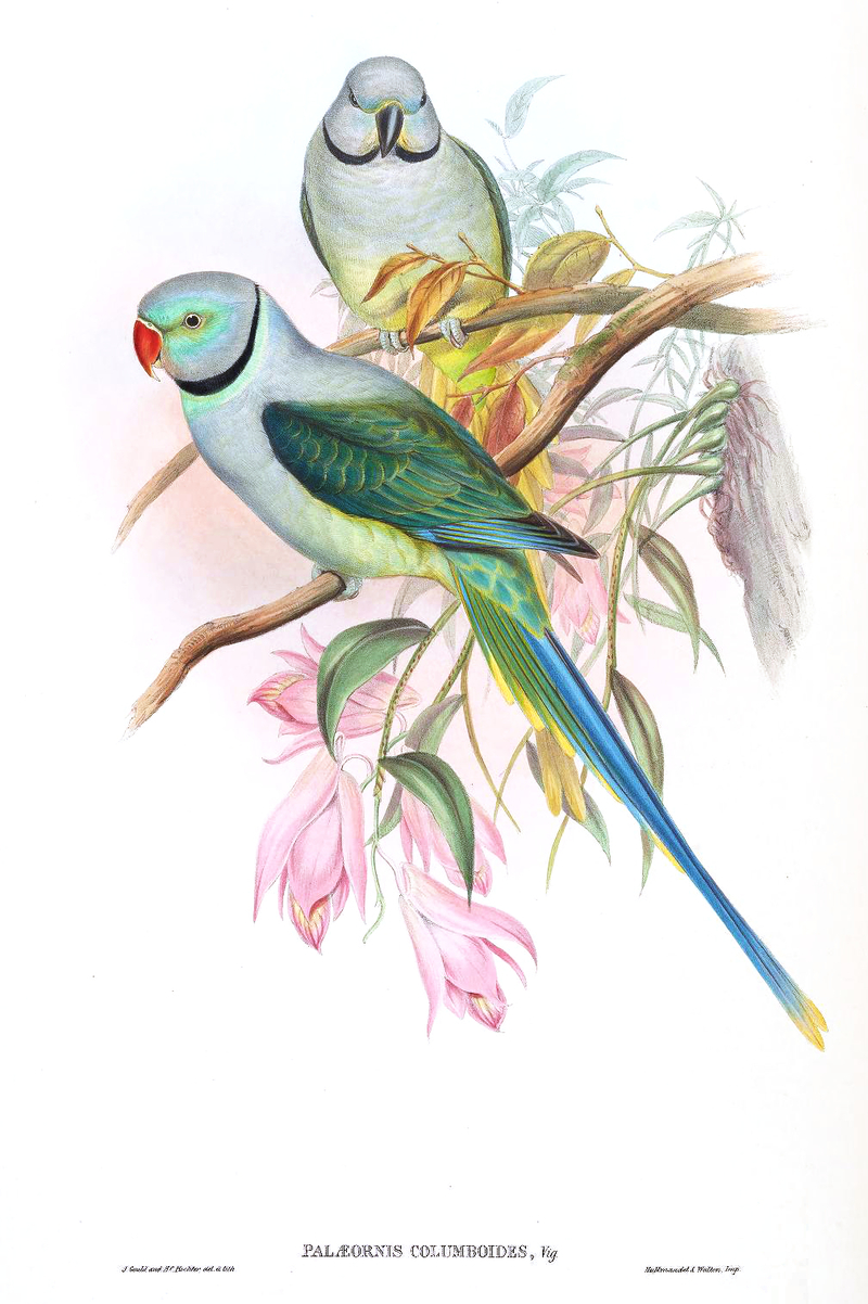 Palaeornis columboides = Psittacula columboides (blue-winged parakeet, Malabar parakeet); DISPLAY FULL IMAGE.
