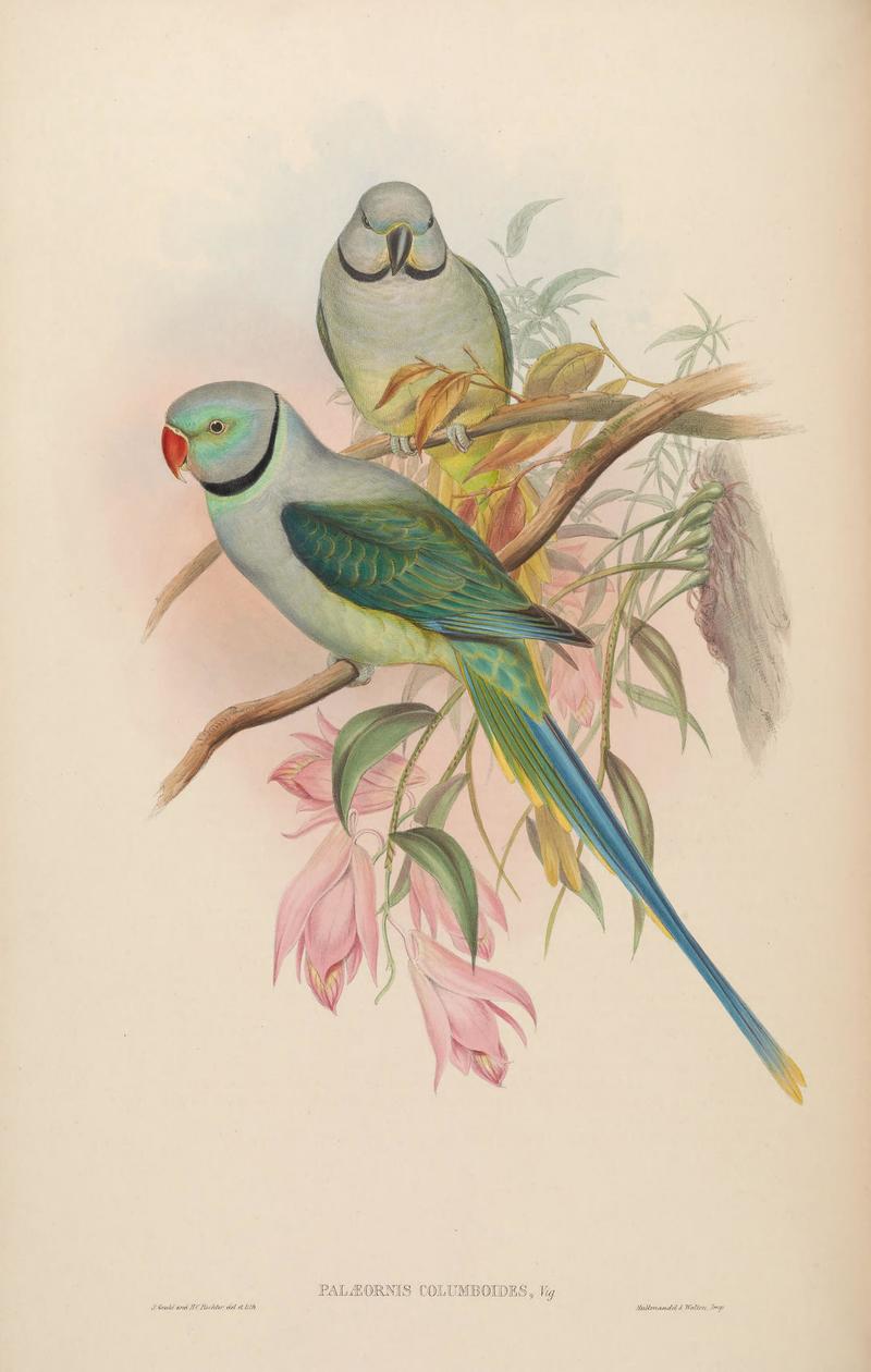 Palaeornis columboides = Psittacula columboides (blue-winged parakeet, Malabar parakeet); DISPLAY FULL IMAGE.