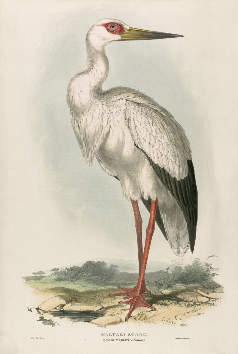 Ciconia maguari (maguari stork); DISPLAY FULL IMAGE.