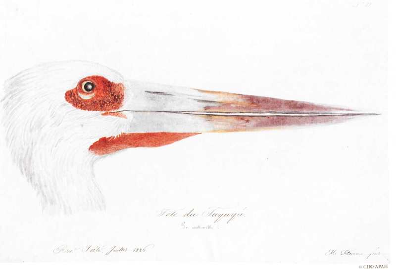 Ciconia maguari (maguari stork); DISPLAY FULL IMAGE.