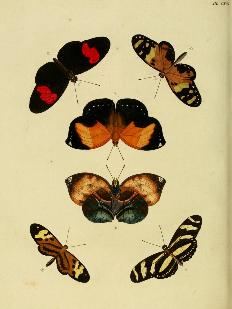 Papilio marthesia = Siderone galanthis (red-striped leafwing), Papilio melpomene = Heliconius melpomene (common postman butterfly), Papilio egina = Papilio charitonia = Melinaea ludovica ludovica, Papilio polymnia = Mechanitis polymnia (orange-spotted tiger clearwing), Heliconius charithonia (zebra longwing butterfly); DISPLAY FULL IMAGE.