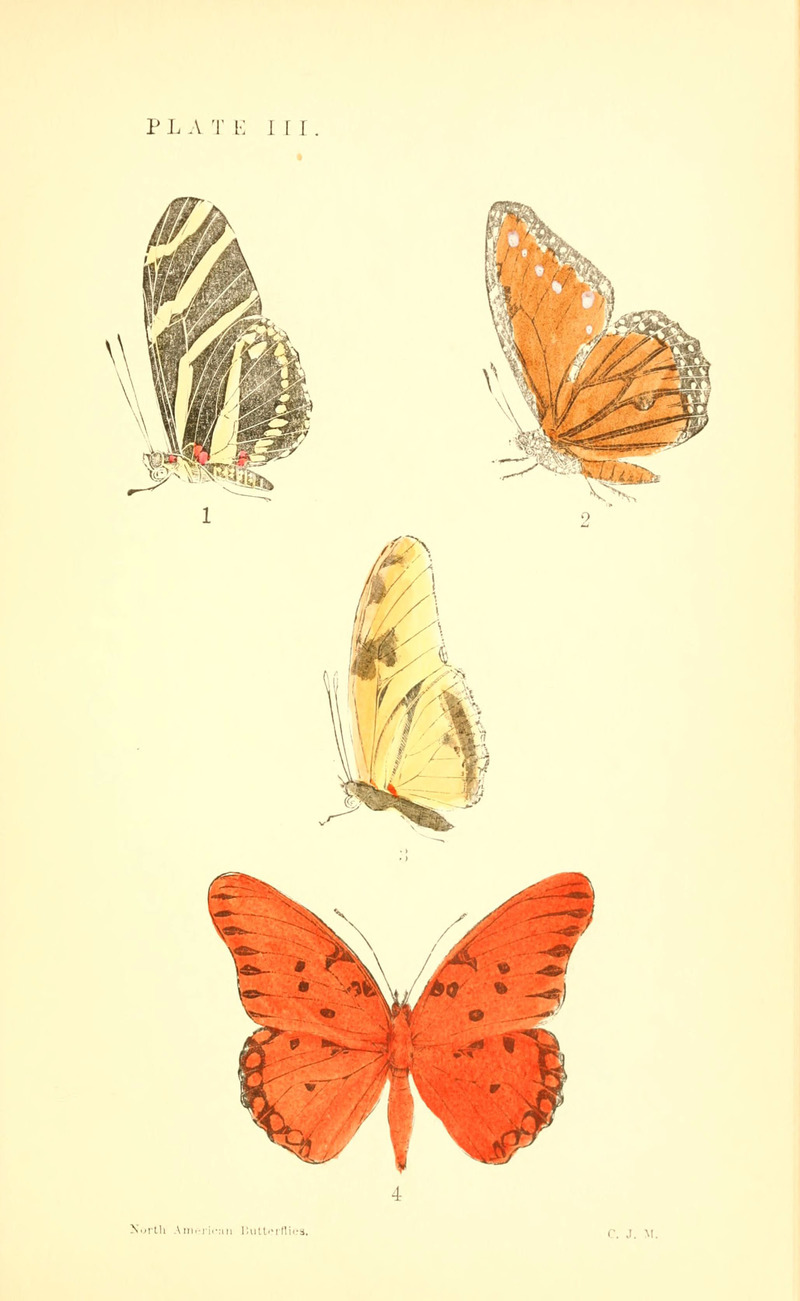 Heliconia charitonia = Heliconius charithonia (zebra longwing butterfly), Danais berenice = Danaus gilippus berenice (queen butterfly), Colaenis julia = Dryas iulia (Julia heliconian), Agraulis vanillae = Dione vanillae (Gulf fritillary); DISPLAY FULL IMAGE.