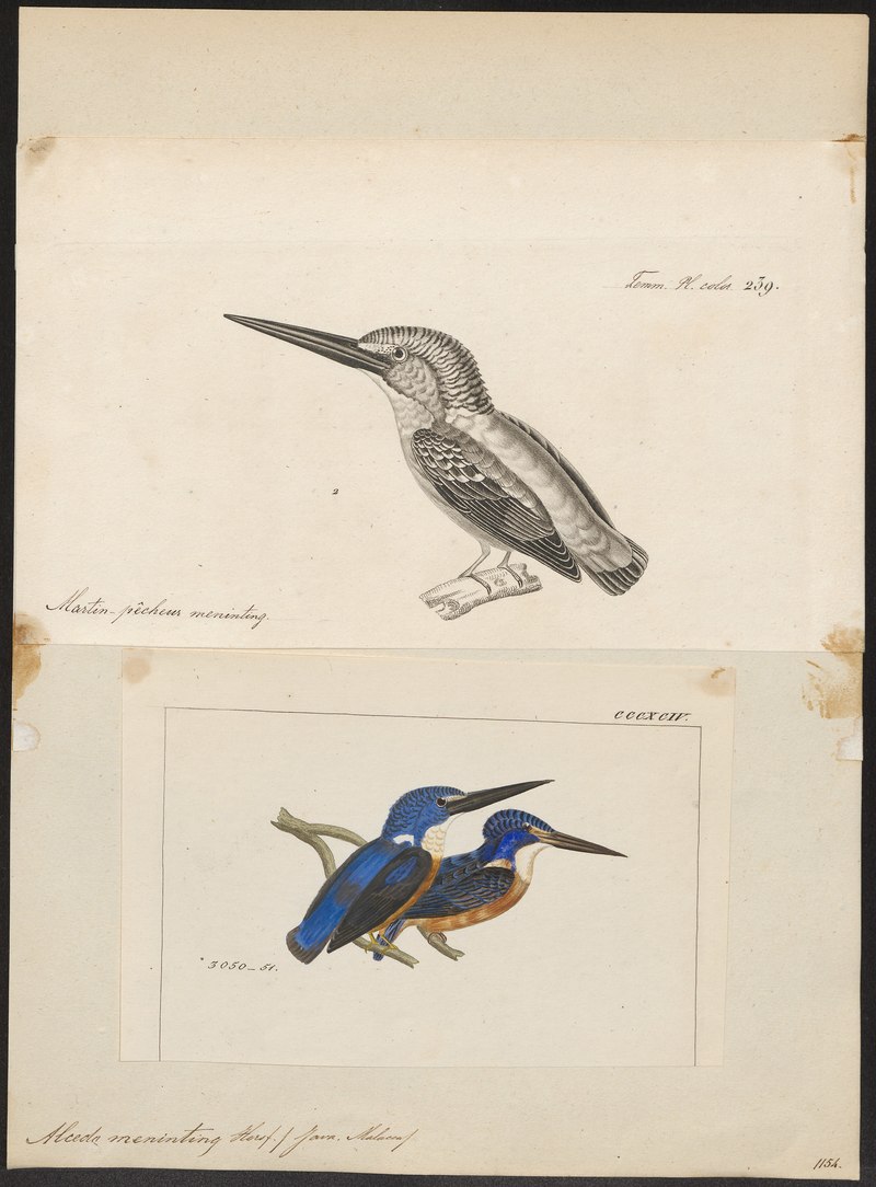 Alcedo meningting = Alcedo meninting (blue-eared kingfisher); DISPLAY FULL IMAGE.