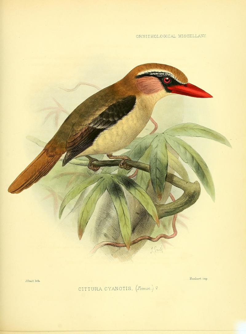 Cittura cyanotis (Sulawesi lilac kingfisher); DISPLAY FULL IMAGE.