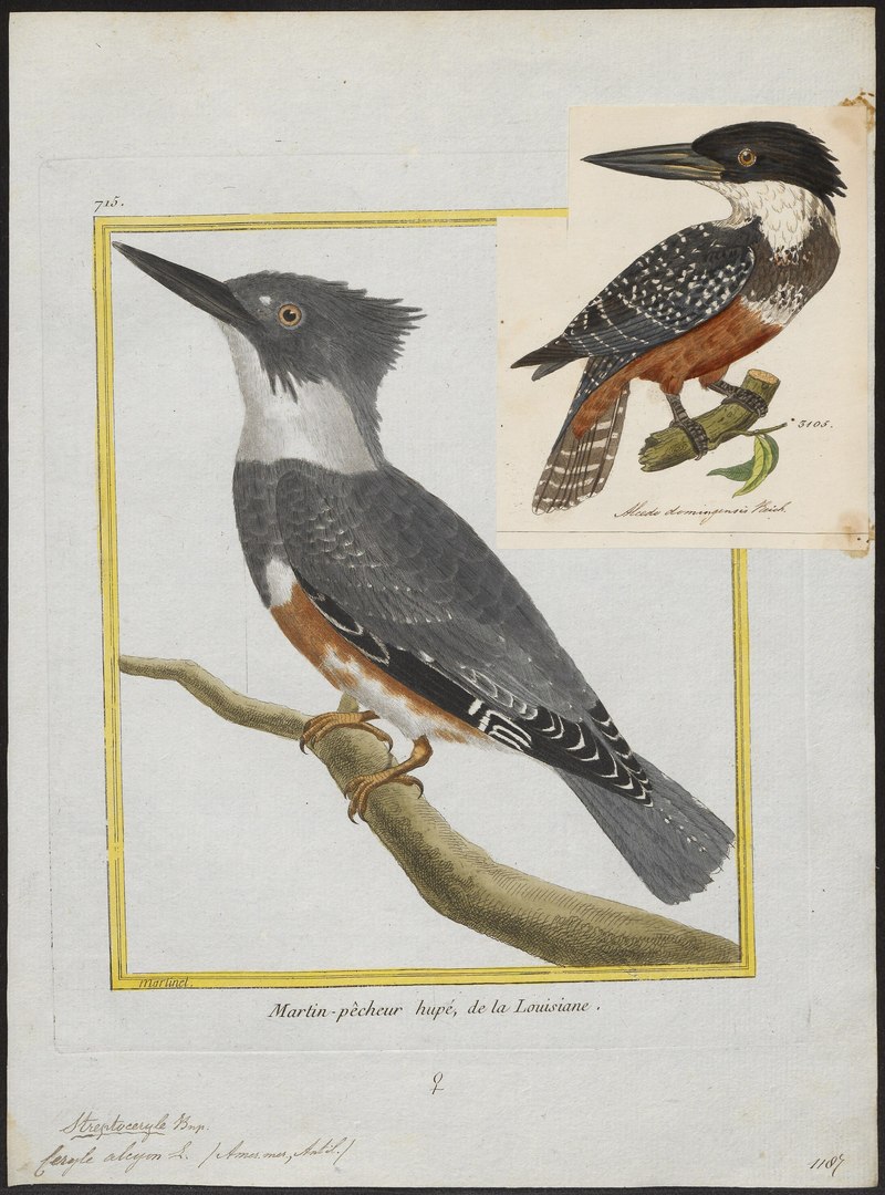 Ceryle alcyon = Megaceryle alcyon (belted kingfisher); DISPLAY FULL IMAGE.