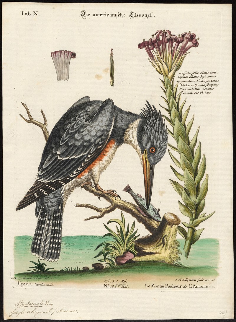 Ceryle alcyon = Megaceryle alcyon (belted kingfisher); DISPLAY FULL IMAGE.