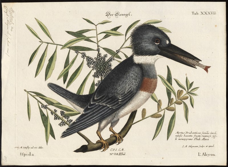 Ceryle alcyon = Megaceryle alcyon (belted kingfisher); DISPLAY FULL IMAGE.