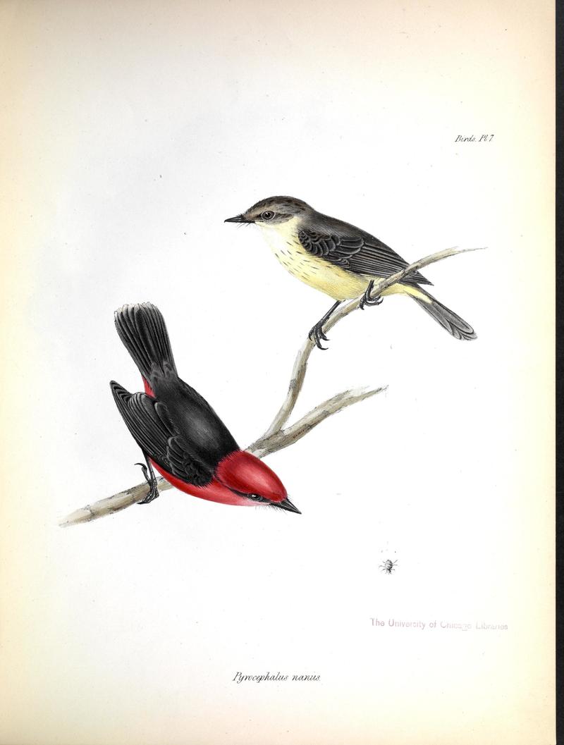 Pyrocephalus nanus (Darwin's flycatcher); DISPLAY FULL IMAGE.