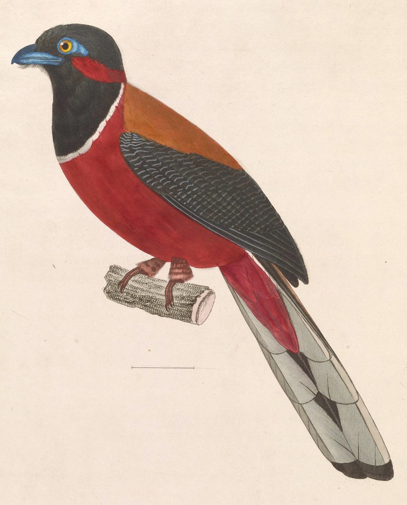 Trogon fasciatus = Harpactes fasciatus (Malabar trogon); DISPLAY FULL IMAGE.