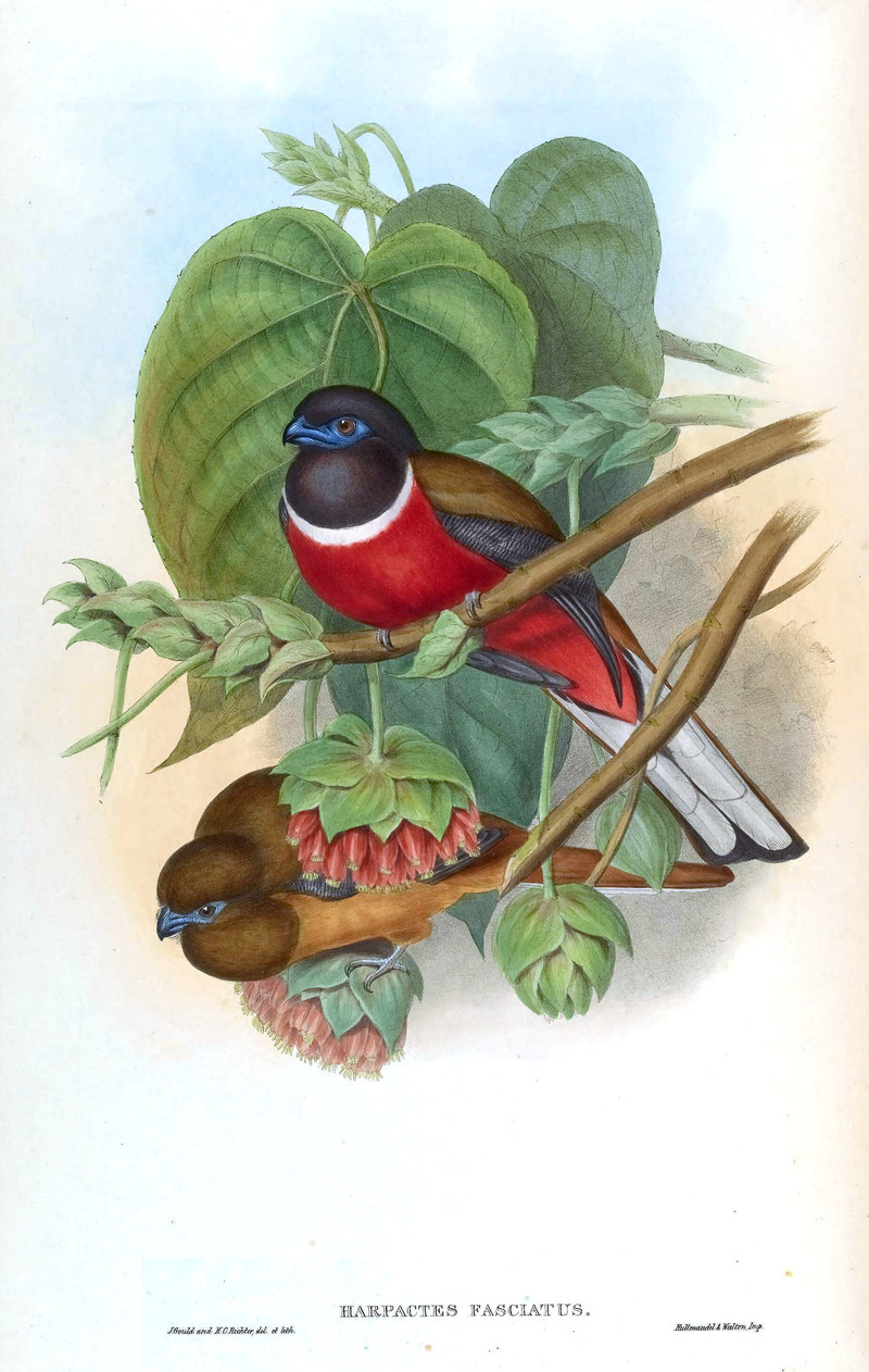 Harpactes fasciatus (Malabar trogon); DISPLAY FULL IMAGE.