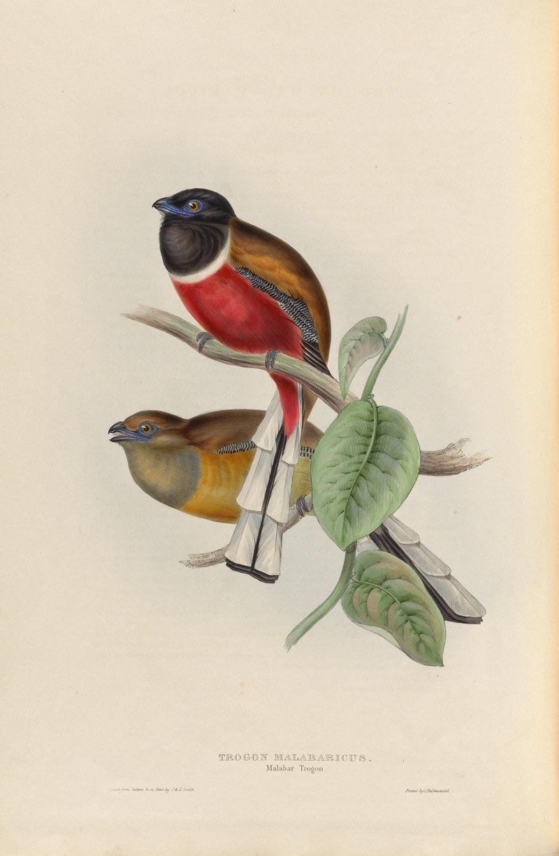Trogon malabaricus = Harpactes fasciatus (Malabar trogon); DISPLAY FULL IMAGE.