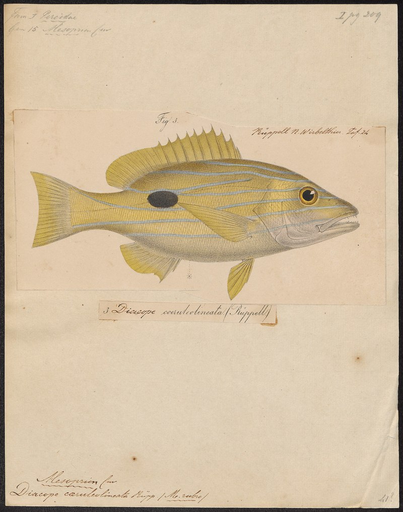 Mesoprion quinquelineatus = Lutjanus quinquelineatus (five-lined snapper); DISPLAY FULL IMAGE.