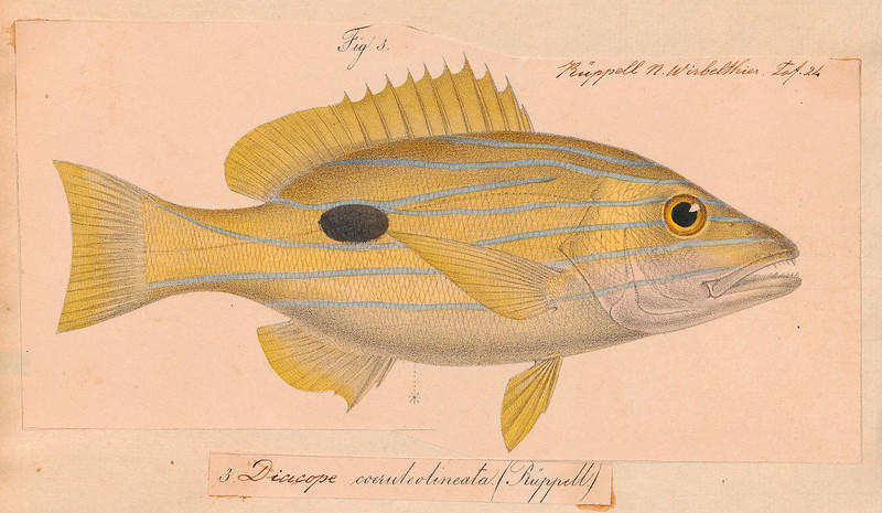 Mesoprion quinquelineatus = Lutjanus quinquelineatus (five-lined snapper); DISPLAY FULL IMAGE.