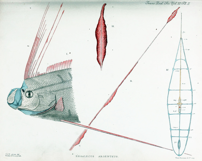 Regalecus argenteus = Regalecus glesne (giant oarfish); DISPLAY FULL IMAGE.