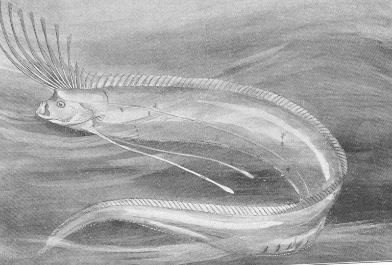 Regalecus glesne (giant oarfish); DISPLAY FULL IMAGE.