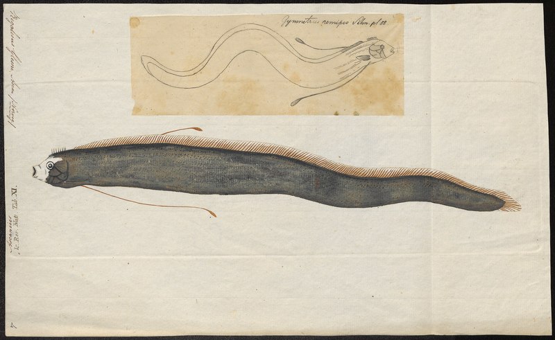 Regalecus remipes = Regalecus glesne (giant oarfish); DISPLAY FULL IMAGE.