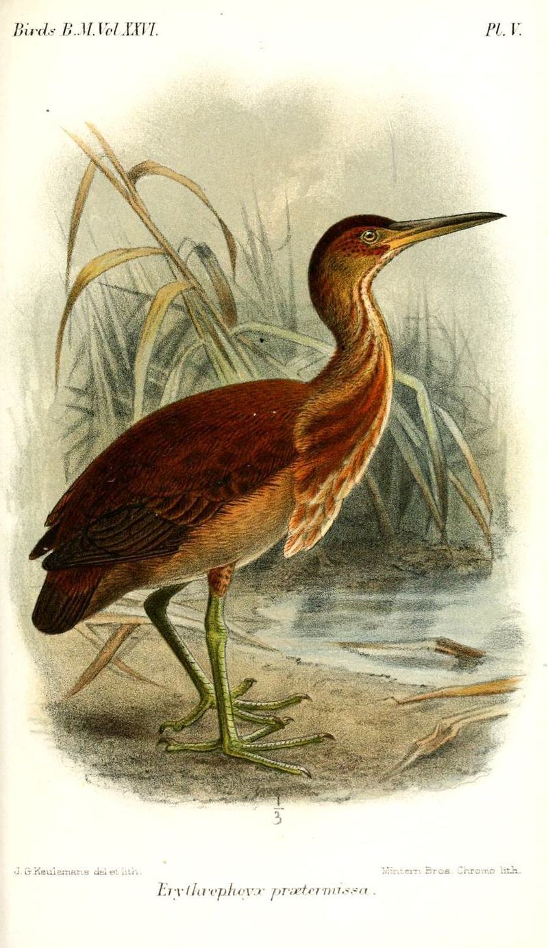 Erythrophoyx praetermissa = Ixobrychus flavicollis australis (black bittern); DISPLAY FULL IMAGE.