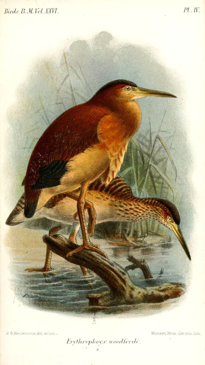 Erythrophoyx woodfordi = Ixobrychus flavicollis woodfordi (black bittern); DISPLAY FULL IMAGE.