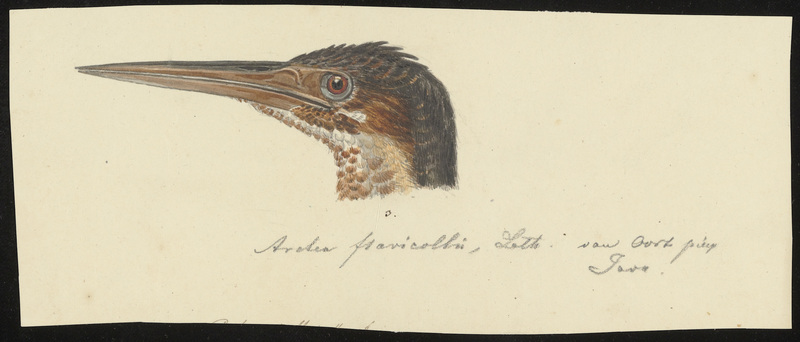 Ardea flavicollis = Ixobrychus flavicollis (black bittern); DISPLAY FULL IMAGE.