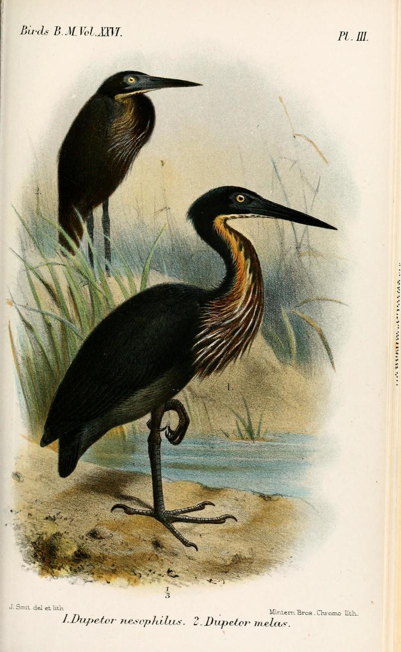 Dupetor nesophilus = Dupetor melas = Ixobrychus flavicollis australis (black bittern); DISPLAY FULL IMAGE.