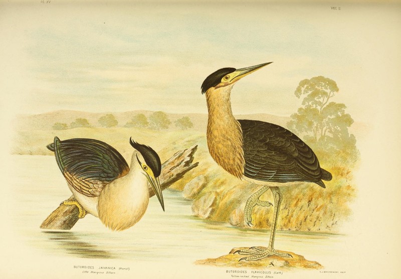 Butoroides javanica = Butorides striata javanica (striated heron), Butoroides flavicollis = Ixobrychus flavicollis (black bittern); DISPLAY FULL IMAGE.