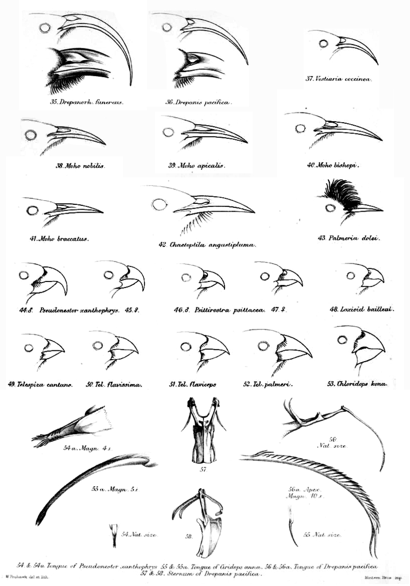 Beak of  Hawaiian honeycreepers (Drepanidini); DISPLAY FULL IMAGE.