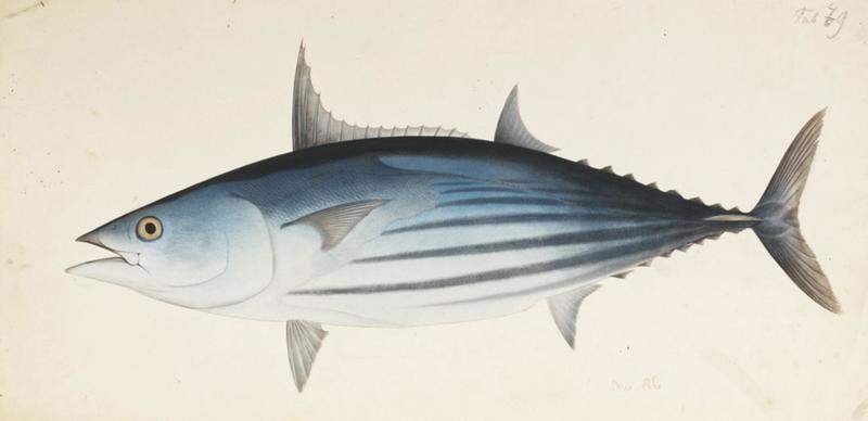 Katsuwonus pelamis (skipjack tuna); DISPLAY FULL IMAGE.