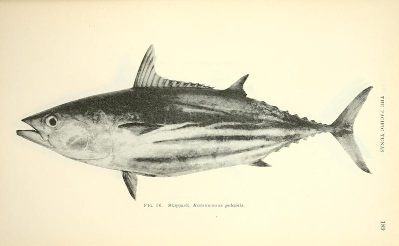 Katsuwonus pelamis (skipjack tuna); DISPLAY FULL IMAGE.