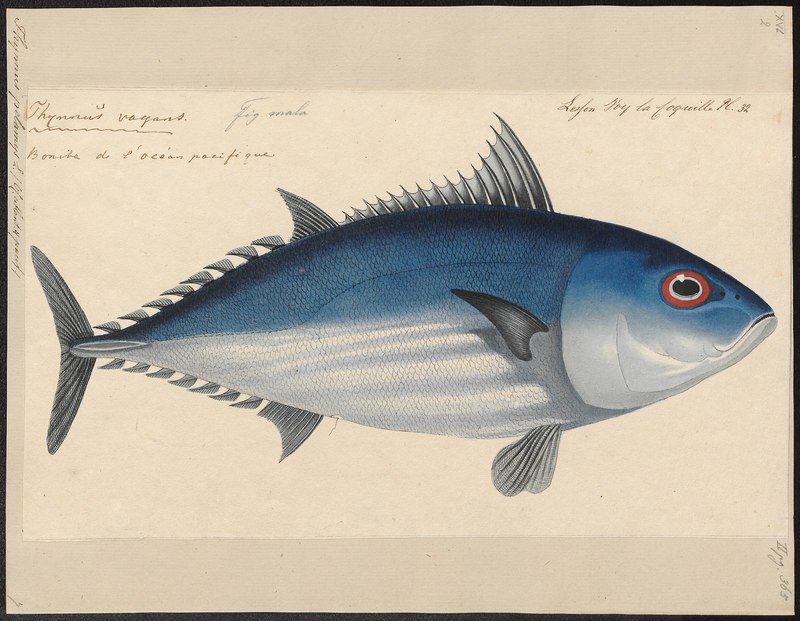 Thynnus pelamys = Katsuwonus pelamis (skipjack tuna); DISPLAY FULL IMAGE.